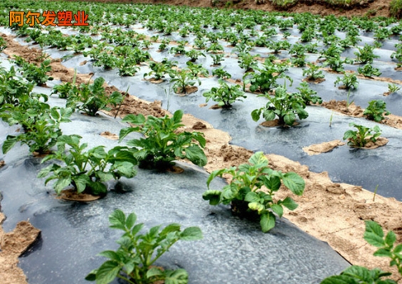 赤峰白色地膜廠家電話號碼-第1張圖片