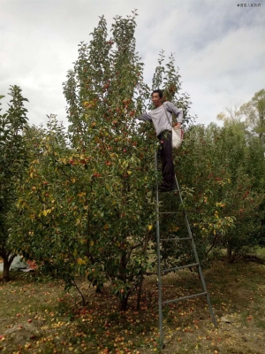赤峰林西大板采摘園電話號(hào)碼-第1張圖片