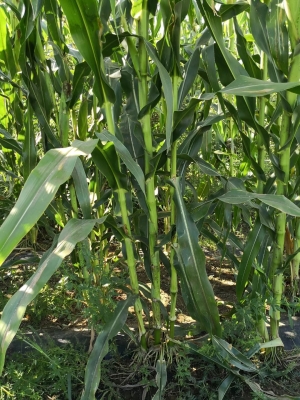 赤峰生豬加工廠電話地址查詢-第1張圖片