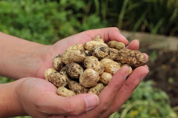 赤峰橋頭鎮(zhèn)花生廠電話號碼-第1張圖片