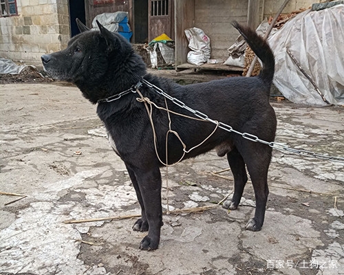 赤峰同城出售土狗電話多少號(hào)-第1張圖片