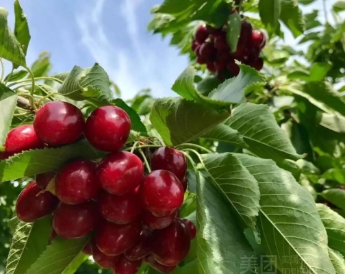 赤峰小櫻桃采摘園地址電話號(hào)碼-第1張圖片