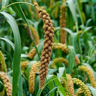 赤峰牛骨粉飼料廠電話號碼-第1張圖片