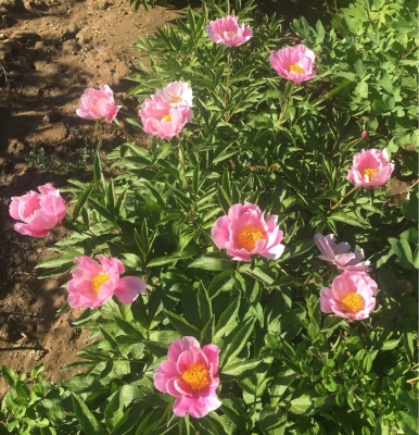 赤峰市戶口登記電話查詢號碼-第1張圖片