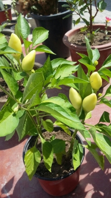 赤峰市區(qū)賣小盆花電話號碼-第1張圖片