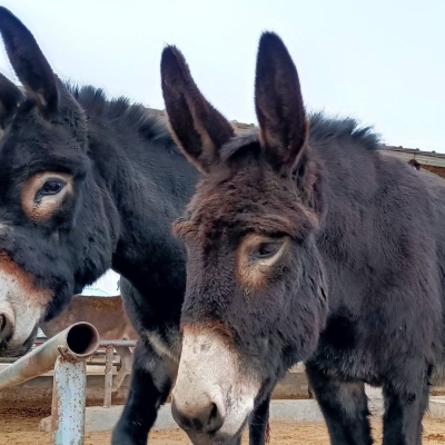 赤峰驢苗繁育基地電話號碼-第1張圖片