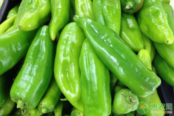 赤峰收購杏核電話號碼多少-第1張圖片