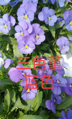 赤峰花羽鮮花店電話號碼-第1張圖片