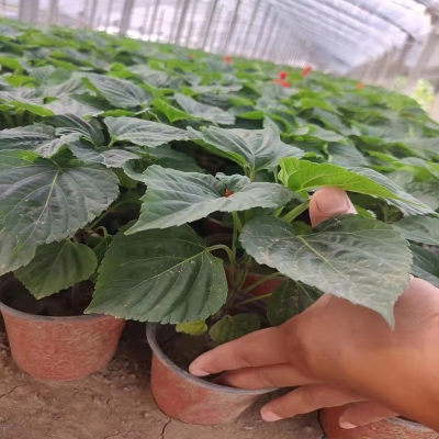 赤峰市花圃基地電話號碼-第1張圖片