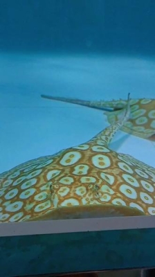 赤峰古法養(yǎng)魚基地電話號碼-第1張圖片