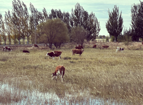 烏丹至赤峰客車電話查詢號碼-第1張圖片