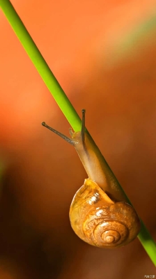 赤峰蝸牛之家電話號碼查詢-第1張圖片