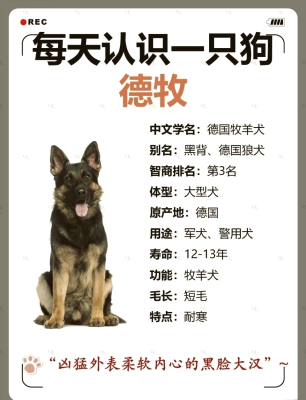 赤峰狗狗出售德牧店電話號(hào)碼-第1張圖片