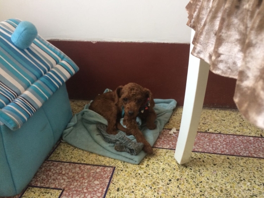 赤峰賣狗狗的電話是多少號-第1張圖片