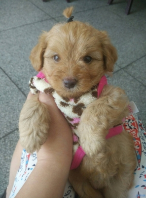 赤峰賣(mài)狗串串電話(huà)號(hào)碼多少-第1張圖片