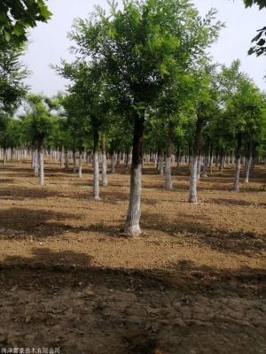 赤峰國槐種植基地電話號碼-第1張圖片