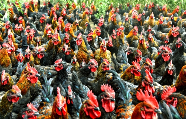 赤峰牲畜防疫站電話號碼-第1張圖片