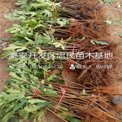 赤峰地區(qū)賣樹苗的電話號碼是多少-第1張圖片