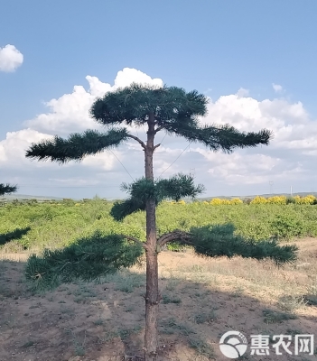 赤峰求購樟子松樹電話多少號(hào)-第1張圖片