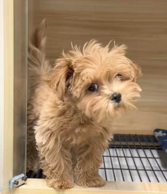 赤峰寵物小峰電話多少號(hào)-第1張圖片