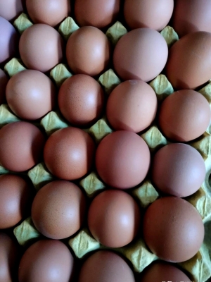赤峰市雞蛋價(jià)格多少錢一斤-第1張圖片