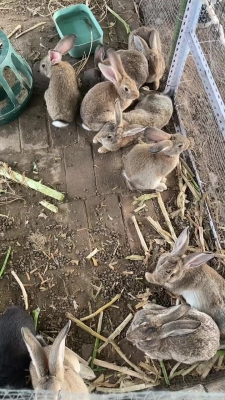 赤峰養(yǎng)殖兔基地電話地址查詢-第1張圖片