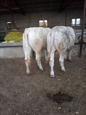 赤峰養(yǎng)牛場電話多少號(hào)-第1張圖片