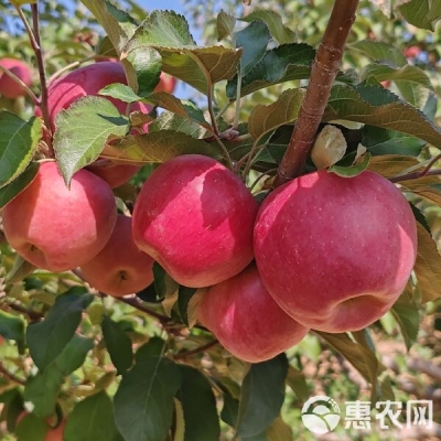 赤峰寧城農(nóng)信電話(huà)是多少號(hào)-第1張圖片