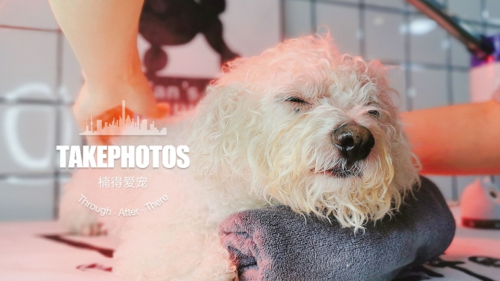 赤峰愛寵寵物電話多少號(hào)-第1張圖片