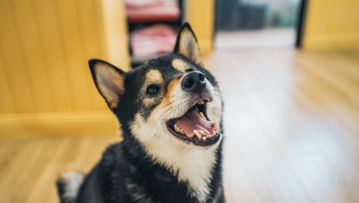 赤峰市狗狗剪毛店電話(huà)號(hào)碼-第1張圖片