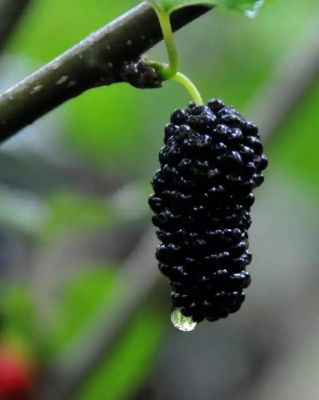 赤峰燕麥草收購商電話號碼-第1張圖片