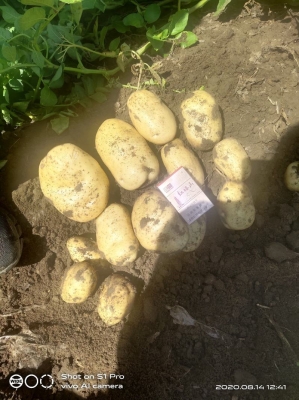 赤峰土豆機(jī)械廠家電話號(hào)碼-第1張圖片