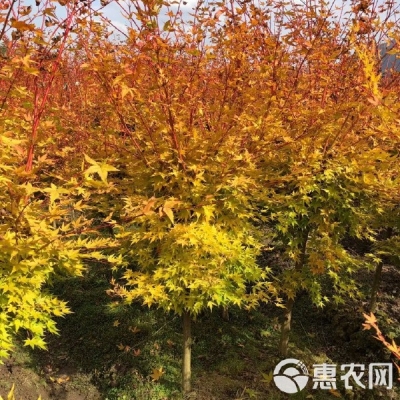 赤峰求購苗木電話多少號碼-第1張圖片