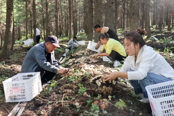 赤峰木頭回收電話地址是多少號(hào)-第1張圖片