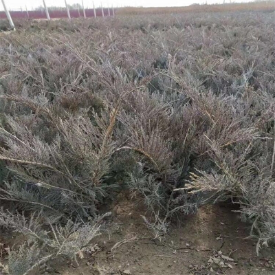 赤峰沙子批發(fā)電話號(hào)碼多少-第1張圖片