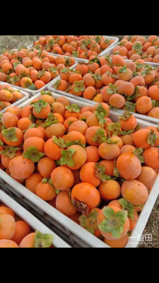 赤峰磨盤柿子代收電話地址查詢-第1張圖片