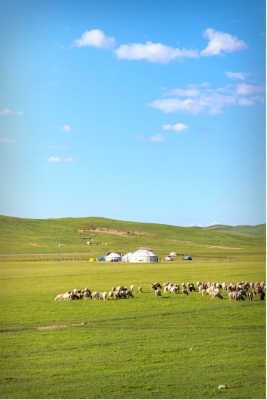 赤峰寄養(yǎng)牛羊的地方電話號(hào)碼-第1張圖片