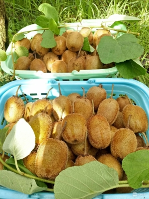 赤峰兄弟采摘園電話號碼查詢-第1張圖片