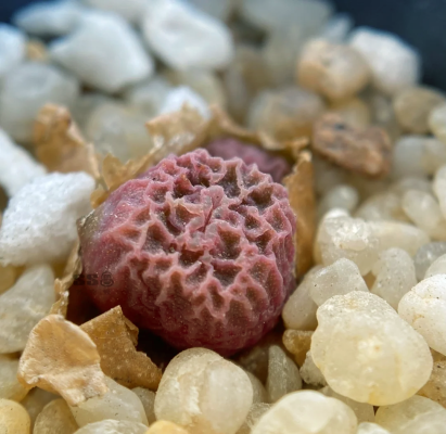 赤峰山皮石收購電話地址查詢-第1張圖片