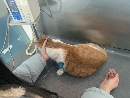 赤峰市內寵物醫(yī)院電話號碼-第1張圖片