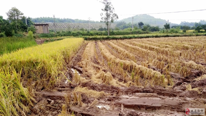 赤峰市打谷子機器電話號碼-第1張圖片