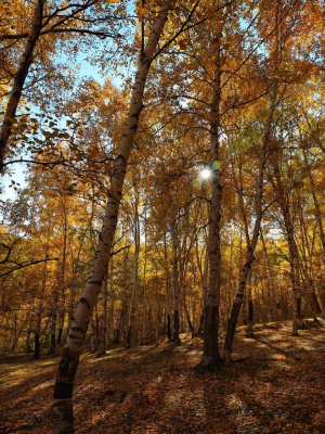 赤峰開車自駕游團(tuán)隊電話號碼-第1張圖片