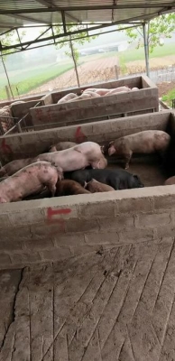 赤峰市生豬交易場(chǎng)電話(huà)號(hào)碼-第1張圖片