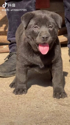 赤峰個(gè)人賣狗電話多少號(hào)-第1張圖片