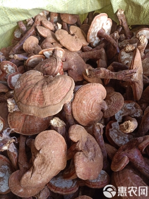 中祥靈芝赤峰公司的電話是多少-第1張圖片