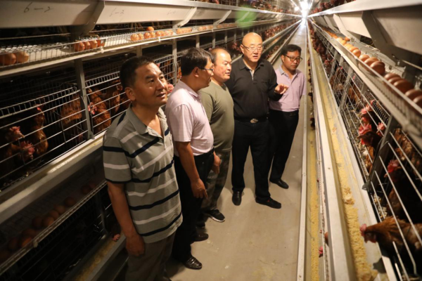 赤峰柯基養(yǎng)殖基地電話號(hào)碼-第1張圖片