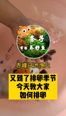 赤峰魚缸回收上門電話是多少號(hào)-第1張圖片