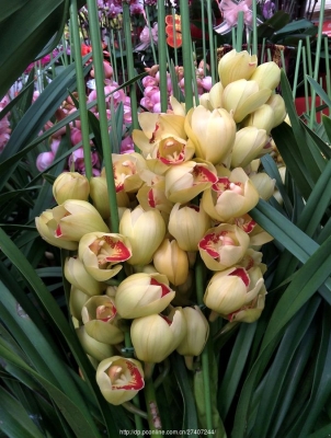 赤峰菜花市場(chǎng)電話號(hào)碼多少-第1張圖片