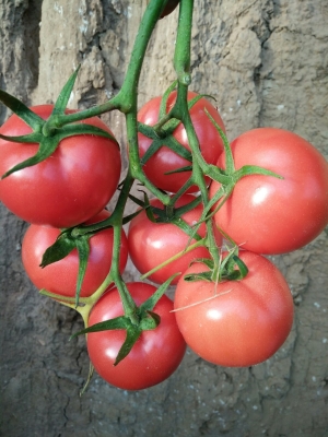 赤峰大城子煙花廠電話地址查詢-第1張圖片