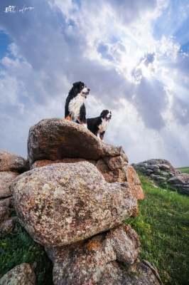 赤峰市愛寵閣電話號(hào)碼-第1張圖片